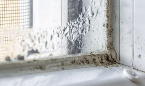 Pelėsio namuose problemas – su ja susiduria praktiškai visi